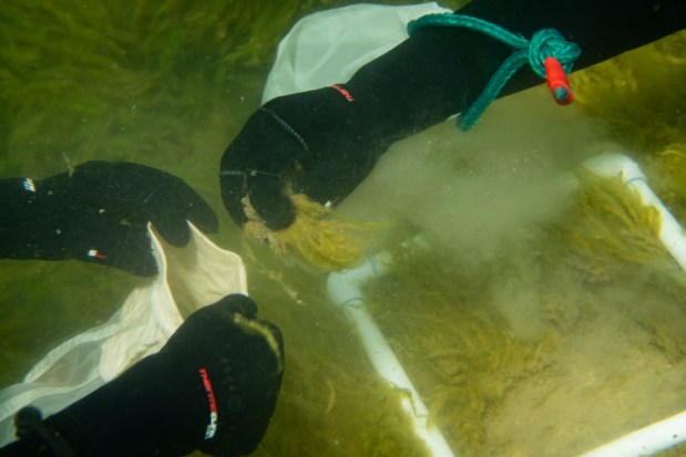 Scientists collect algae, to assess the biomass, at Site 2 in the artificial reef at Illinois Beach State Park, June 24, 2025, in Zion. (Audrey Richardson/Chicago Tribune)