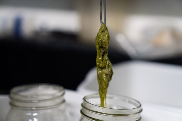 Katie Lowenstein, a research technician with Illinois Natural History Survey, works with an algae sample that was collected at the artificial reef, June 24, 2025, in Zion. (Audrey Richardson/Chicago Tribune)