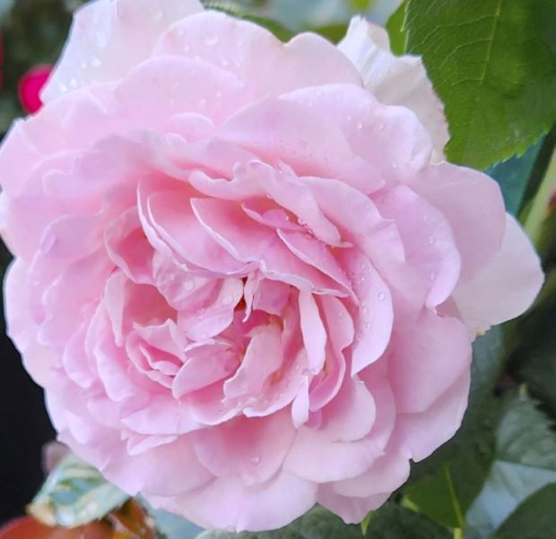 This image shows True Devotion, a new climbing hybrid tea rose available in spring 2025 from True Bloom Roses. (Altman Plants via AP)
