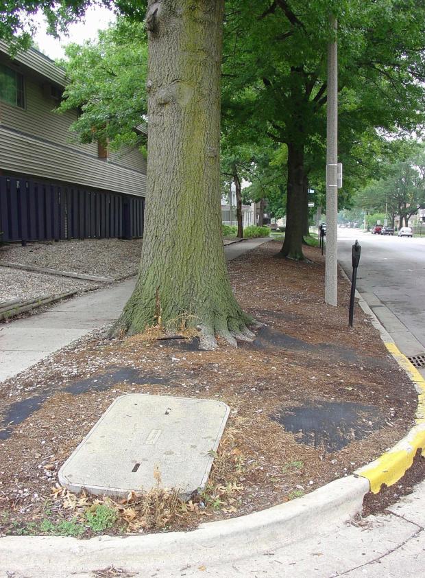 geotextile landscape fabric in use around a tree