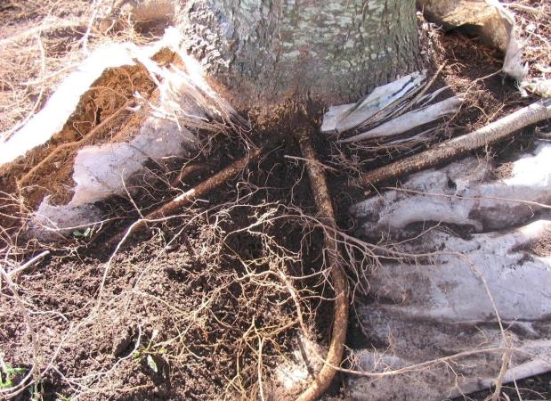  tree roots that have become tangled up in landscaping fabric