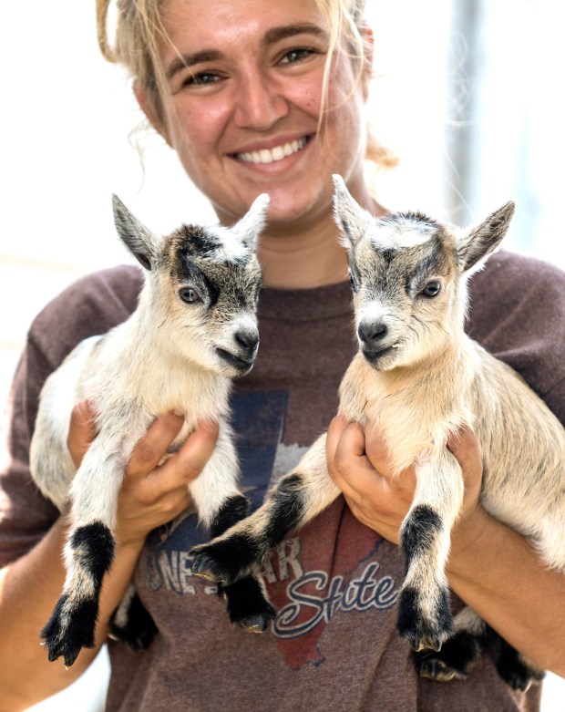 Sarah Kupelian of the Great American Petting Zoo, holds two baby pygmy goats born on Monday at the OC Fair on Tuesday, July 10, 2018, in Costa Mesa. The fair opens Friday at the OC Fair & Event Center in Costa Mesa. (Photo by Mark Rightmire, Orange County Register/SCNG)