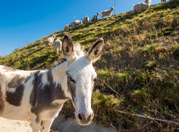 A miniature donkey, one of two, protects 18 Angora goats from coyotes as they eat the vegetation on the berm around Pacific Amphitheatre at the OC Fair & Event Center in Costa Mesa on Monday, November 2, 2020. The OC Fair Landscaping department instituted the animal landscaping program to help reduce erosion, remove weeds and at the same time fertilize breaking up the soil and fertilizing it in preparation for planting new California native plants. (Photo by Leonard Ortiz, Orange County Register/SCNG)