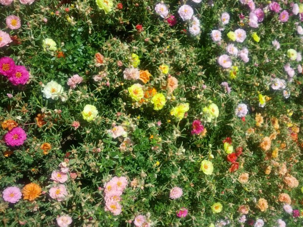 Rose moss double Portulaca grandiflora. (Photo by Joshua Siskin)