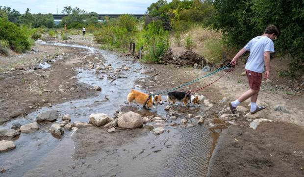 A man walks his dogs across Trabuco Creek on a spring afternoon in O'Neill Regional Park in Trabuco Canyon on Tuesday, June 3, 2025. The park encompasses 4,500 acres in Trabuco and Live Oak Canyons and includes 23 miles of trails and a campground. (Photo by Mark Rightmire, Orange County Register/SCNG)