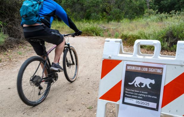 A mountain biker rides past a mountain lion sighting sign along Arroyo Trabuco Trail in O'Neill Regional Park in Trabuco Canyon on Tuesday, June 3, 2025. The park encompasses 4,500 acres in Trabuco and Live Oak Canyons and includes 23 miles of trails and a campground. (Photo by Mark Rightmire, Orange County Register/SCNG)
