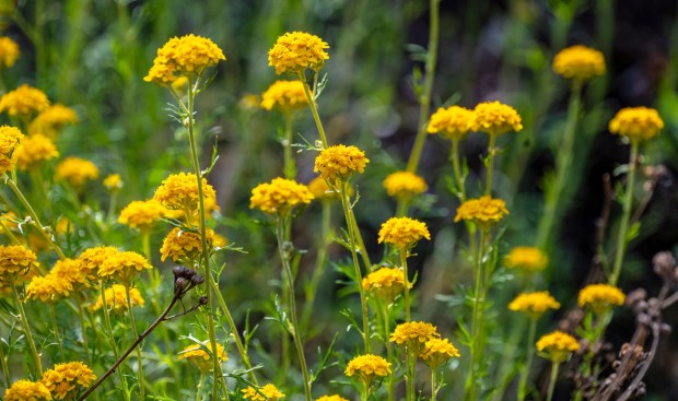 The many blooms of the Parish's goldenbush grow along a trail in O'Neill Regional Park in Trabuco Canyon in early June 2025. The park encompasses 4,500 acres in Trabuco and Live Oak Canyons and includes 23 miles of trails and a campground. (Photo by Mark Rightmire, Orange County Register/SCNG)