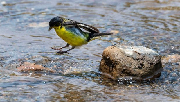 A Lesser goldfinch hops from one rock to another in Trabuco Creek on a spring afternoon in O'Neill Regional Park in Trabuco Canyon in early June 2025. The creek, which has water flowing seasonally, runs through the park's 4,500 acres in Trabuco and Live Oak Canyons and includes 23 miles of trails and a campground. (Photo by Mark Rightmire, Orange County Register/SCNG)