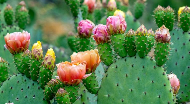 The many colorful blooms of the prickly pear cactus grow along a trail in O'Neill Regional Park in Trabuco Canyon in early June 2025. The park encompasses 4,500 acres in Trabuco and Live Oak Canyons and includes 23 miles of trails and a campground. (Photo by Mark Rightmire, Orange County Register/SCNG)