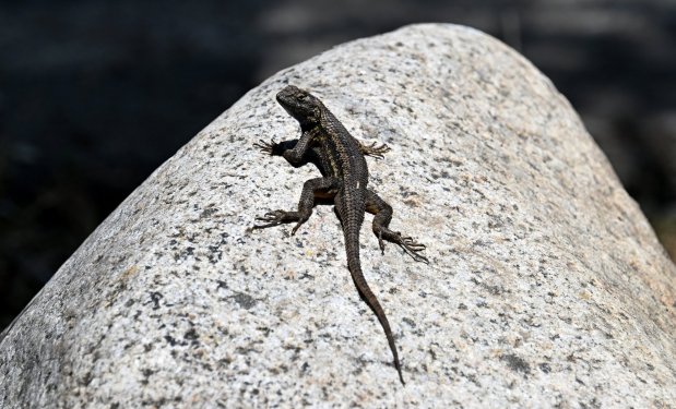 A western fence lizard sits on a rock in the warm morning sun at O'Neill Regional Park in Trabuco Canyon in early June 2025. The park encompasses 4,500 acres in Trabuco and Live Oak Canyons and includes 23 miles of trails and a campground. (Photo by Mark Rightmire, Orange County Register/SCNG)