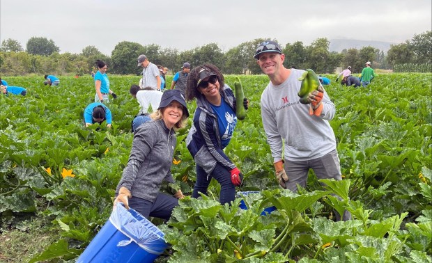 SchoolsFirst Federal Credit Union associates participated on June 11 in an annual Development Education Day of Service, volunteering at Second Harvest Food Bank's Harvest Solutions Farm in Irvine. (Photo courtesy of SchoolsFirst Federal Credit Union)