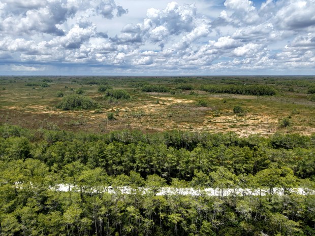 Photographed from the eastern edge of Big Cypress Preserve, looking west toward the Dade-Collier Training and Transition Airport a few miles away on Tamiami Trail E, Ochopee, on Tuesday, June 24, 2025. (Mike Stocker/South Florida Sun Sentinel)