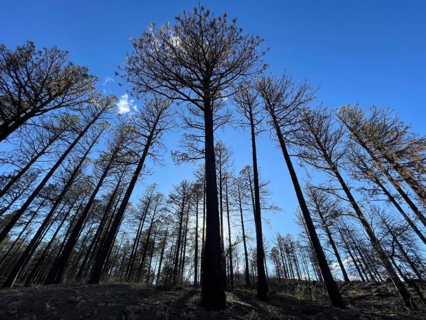 FILE - A year after prescribed burn operations by the U.S. Forest Service sparked the Calf Canyon/Hermits Peak Fire, burned trees stand in the mountains near Las Vegas, April 12, 2023. (AP Photo/Susan Montoya Bryan, File)